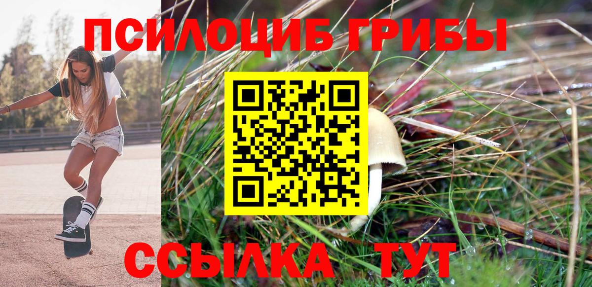 Псилоцибиновые грибы Psilocybe Лесозаводск